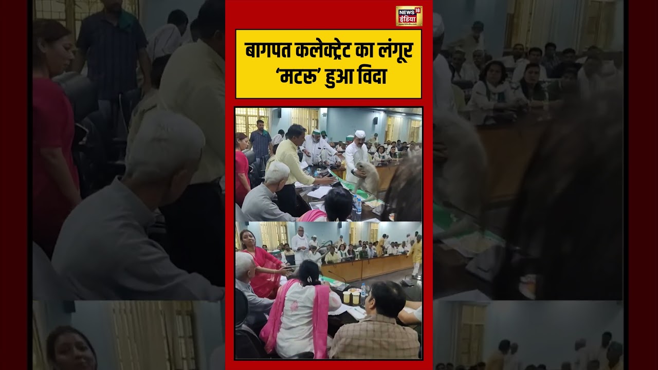 Viral Video | बागपत कलेक्ट्रेट का लंगूर ‘मटरू’ हुआ विदा | #viralnews | #viralshorts