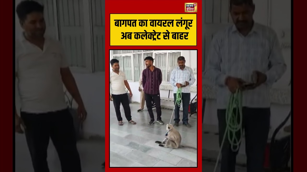 Viral Video | बागपत का वायरल लंगूर अब कलेक्ट्रेट से बाहर | #viralnews | #viralshorts