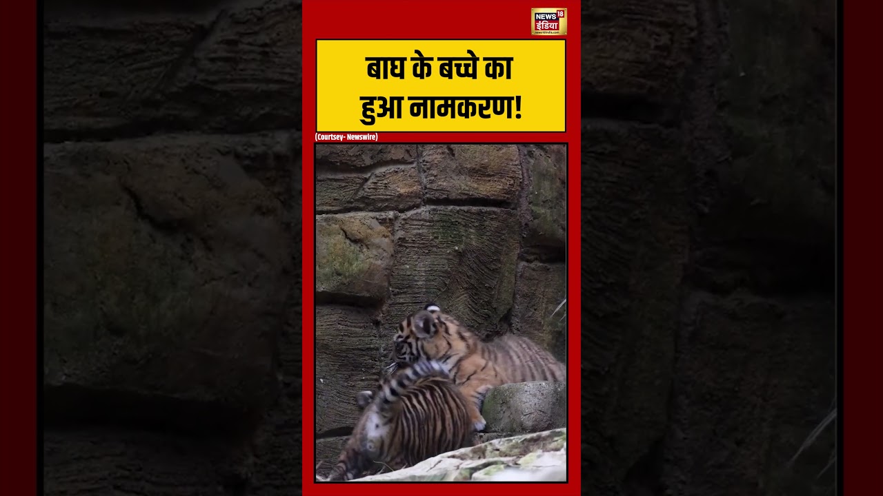 Viral Video | बाघ के बच्चे का हुआ नामकरण! | #viralnews | #viralshorts