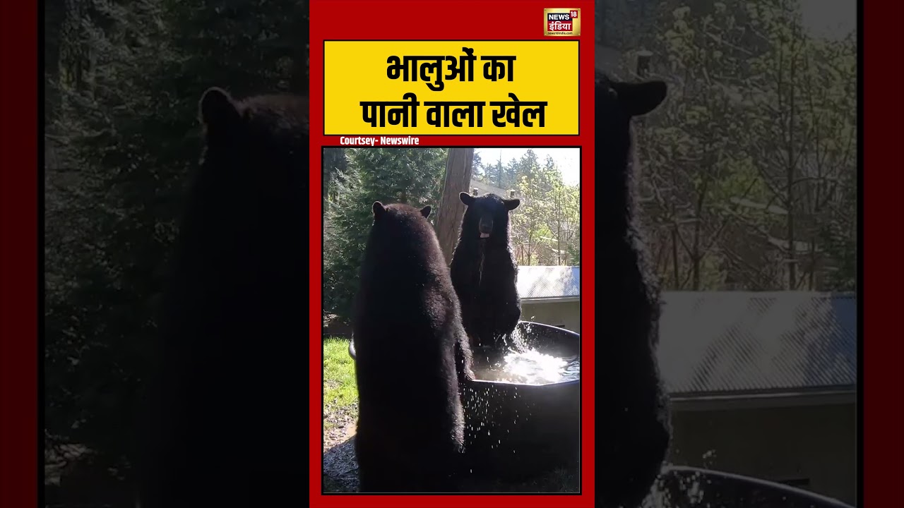 Viral Video | भालुओं का पानी वाला खेल | #viralnews #viralvideo #shortsfeed #shorts