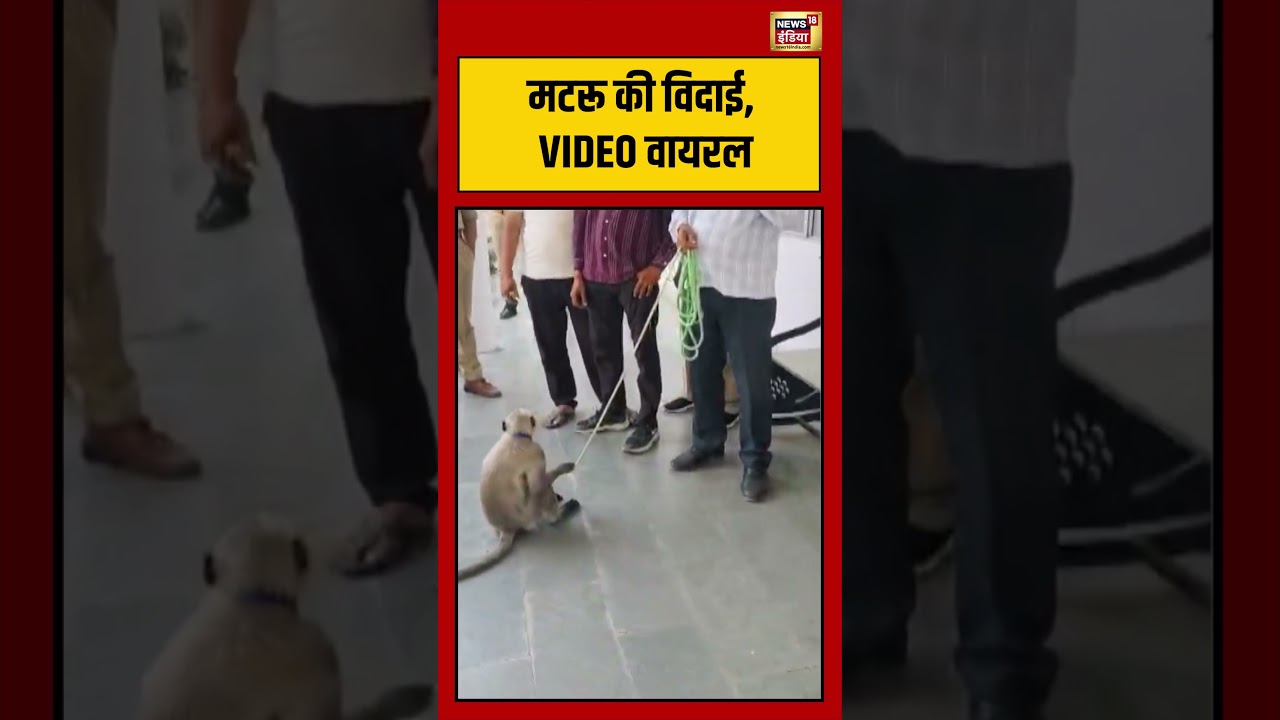 Viral Video | मटरू की विदाई, VIDEO वायरल | #shorts #viralvideo #viralnews