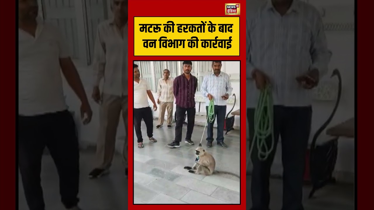 Viral Video | मटरू की हरकतों के बाद वन विभाग की कार्रवाई | #shorts #viralvideo #viralnews