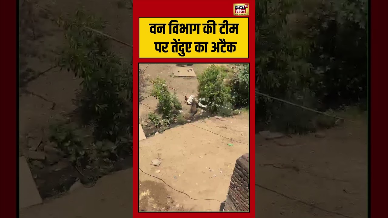 Viral Video: वन विभाग की टीम पर तेंदुए का अटैक | #viralvideo #viralnews #shorts