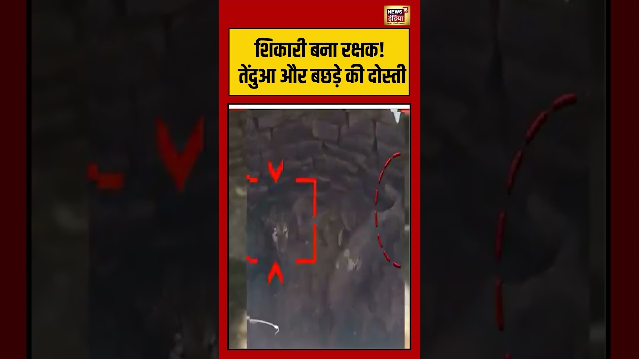 Viral Video | शिकारी बना रक्षक! तेंदुआ और बछड़े की दोस्ती #shorts #viralvideo #viralnews