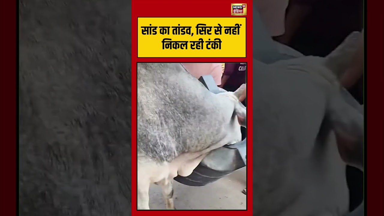 Viral Video | सांड का तांडव, सिर से नहीं निकल रही टंकी | #viralnews | #viralshorts