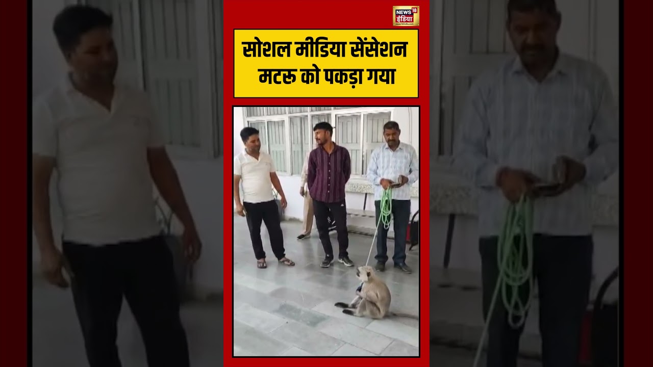 Viral Video | सोशल मीडिया सेंसेशन मटरू को पकड़ा गया | #viralnews | #viralshorts