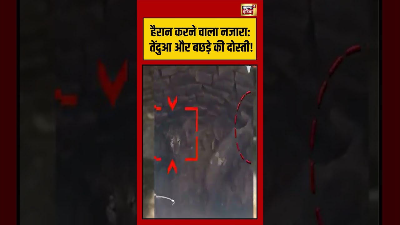 Viral Video: हैरान करने वाला नजारा तेंदुआ और बछड़े की दोस्ती! |  #viralvideo #viralnews #shorts