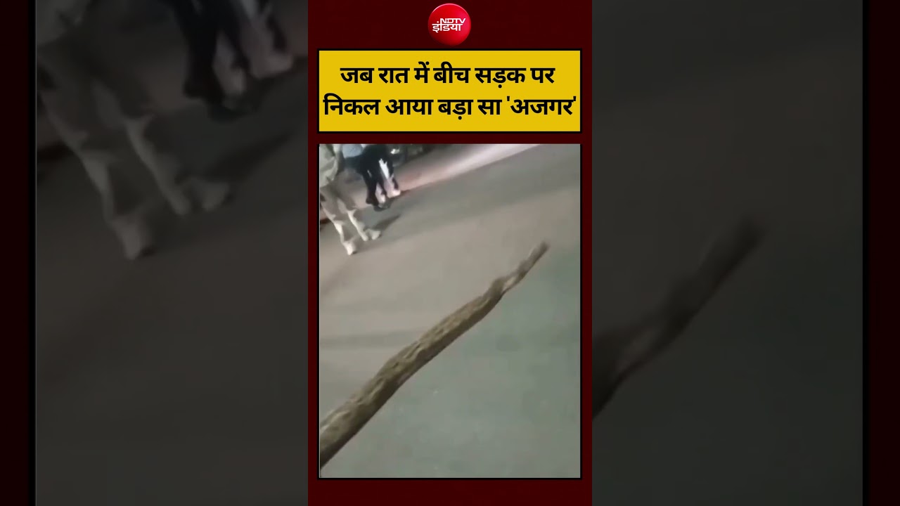 #shorts: जब रात में बीच सड़क पर निकल आया बड़ा सा ‘अजगर’ Python | Faridabad News | #viral #ndtvindia
