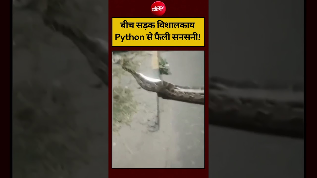 #shorts: बीच सड़क विशालकाय Python से फैली सनसनी! Faridabad News | #shorts #viral Python Viral Video