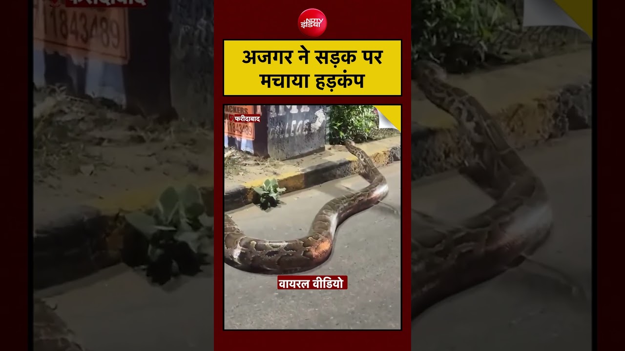 #viral Python Video: अजगर ने सड़क पर मचाया हड़कंप #shorts #viralvideo #ytshorts #faridabad