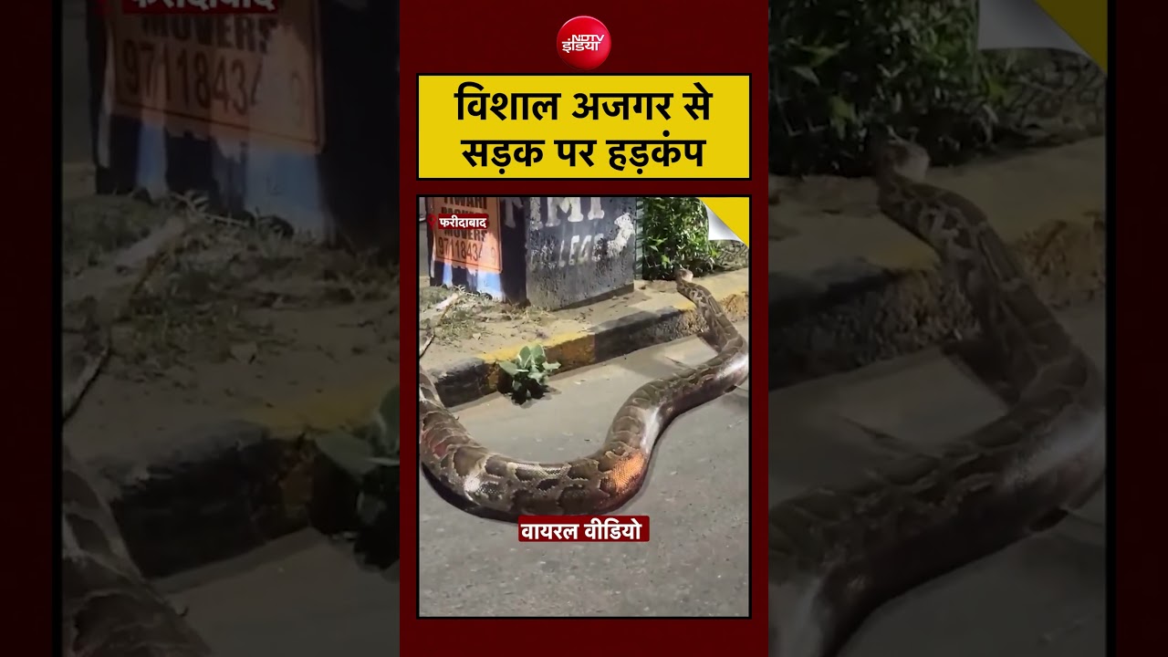 #viral Python Video: विशाल अजगर से सड़क पर हड़कंप! #shorts #viralvideo #ytshorts #faridabad