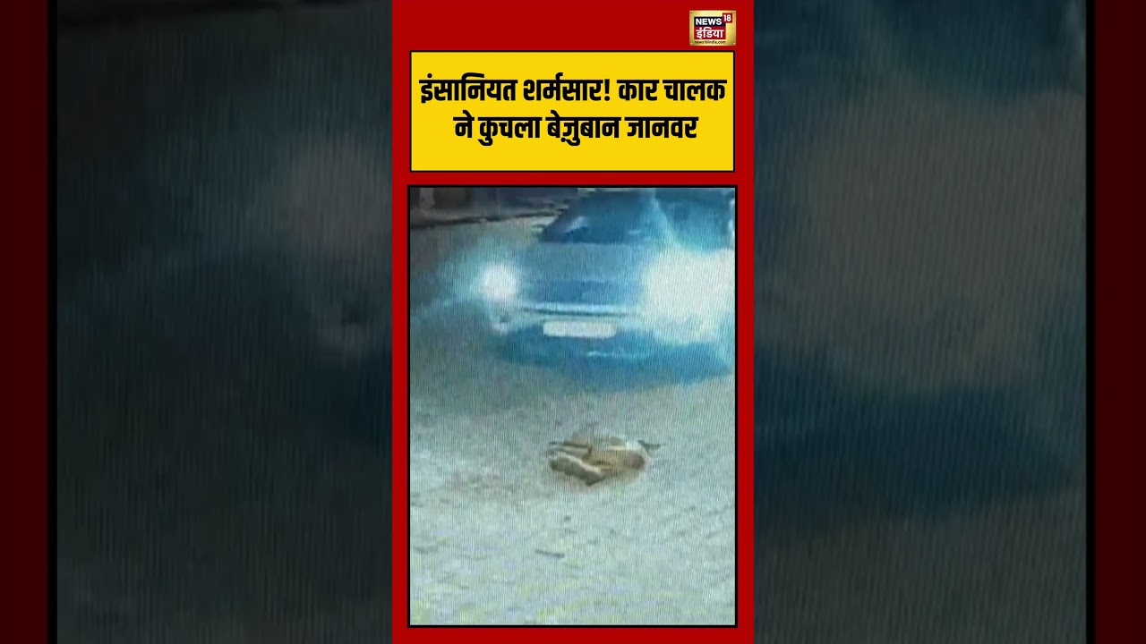 इंसानियत शर्मसार कार चालक ने कुचला बेज़ुबान जानवर viralnews viralvideo shortvideo shorts 107311 81384