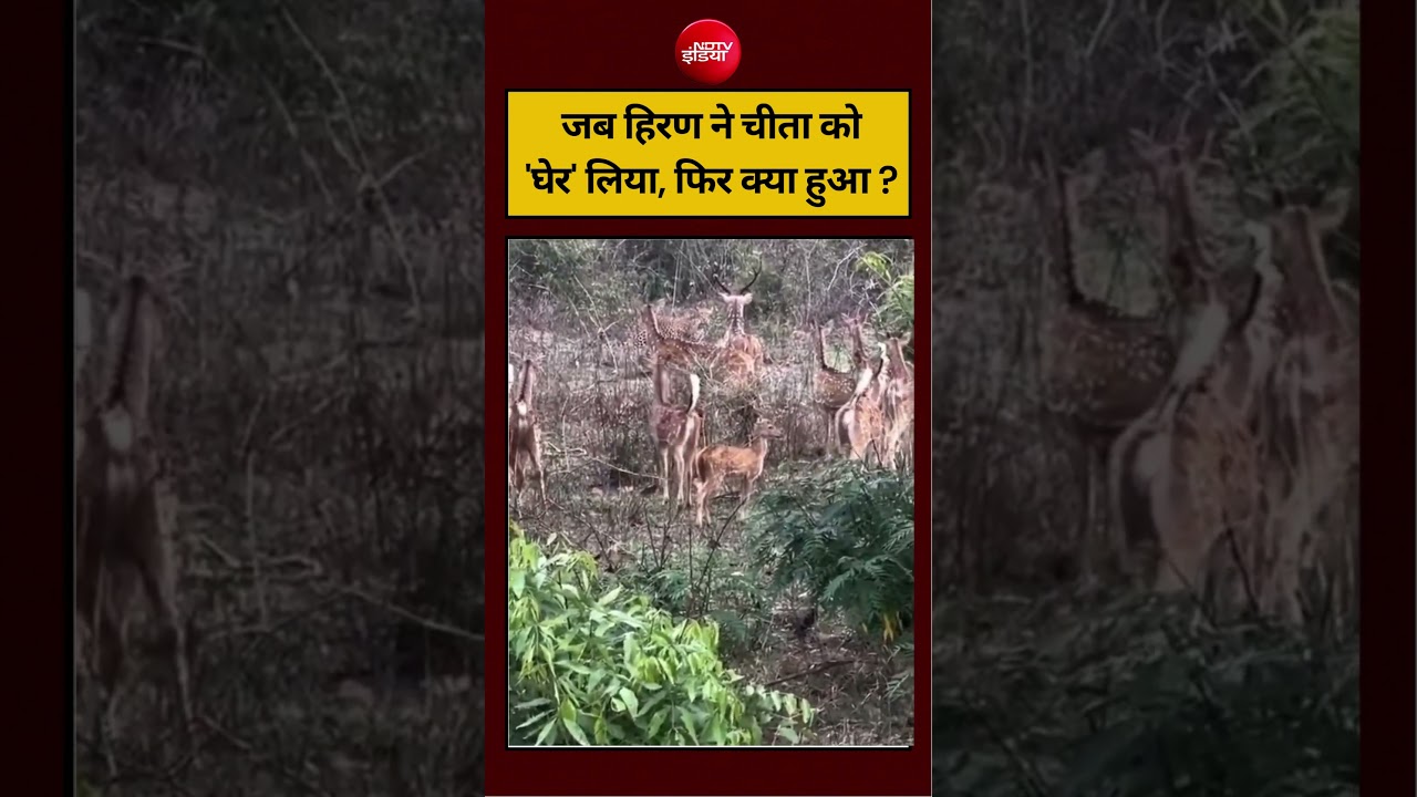 जब हिरण ने चीता को ‘घेर’ लिया, फिर क्या हुआ ? #viralvideo #ytshorts #viralshorts #reels #ndtvindia