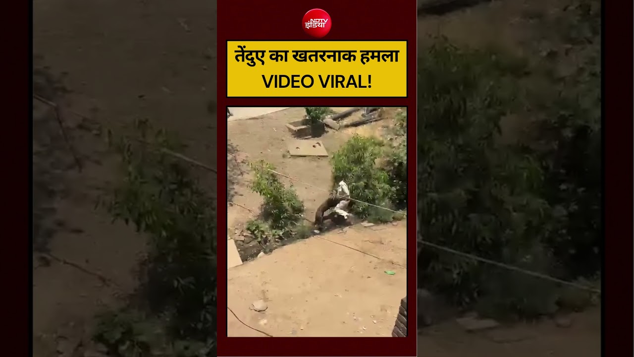 तेंदुए का खतरनाक हमला VIDEO VIRAL! #viralvideo #shorts #ytshorts #hindinews #ndtvindia