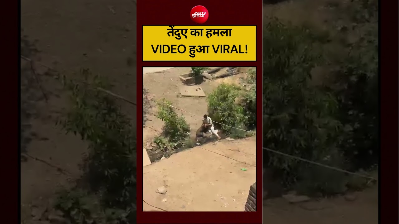 तेंदुए का हमला, VIDEO हुआ VIRAL! #shorts #viralvideo #virlshorts #viralnews #ndtvindia