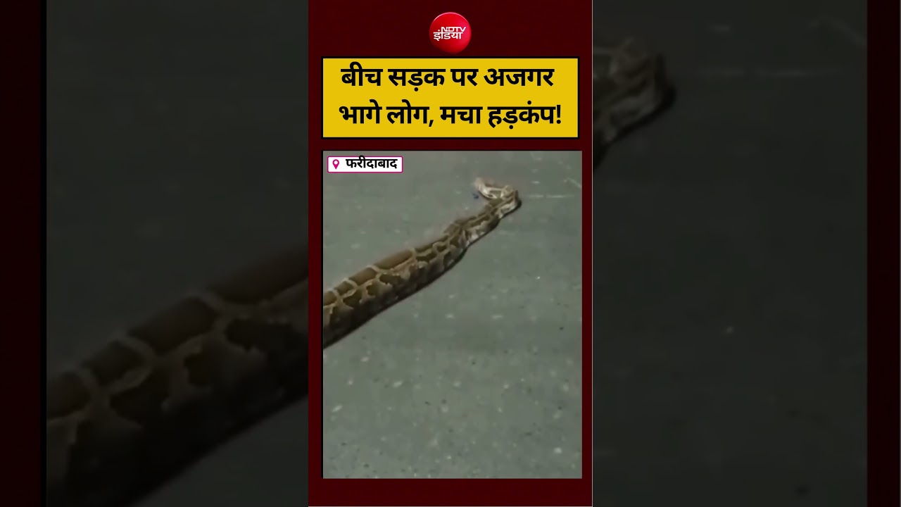 फरीदाबाद में बीच सड़क पर अजगर भागे लोग, मचा हड़कंप! #faridabad #viralvideo #viralnews #ndtvindia