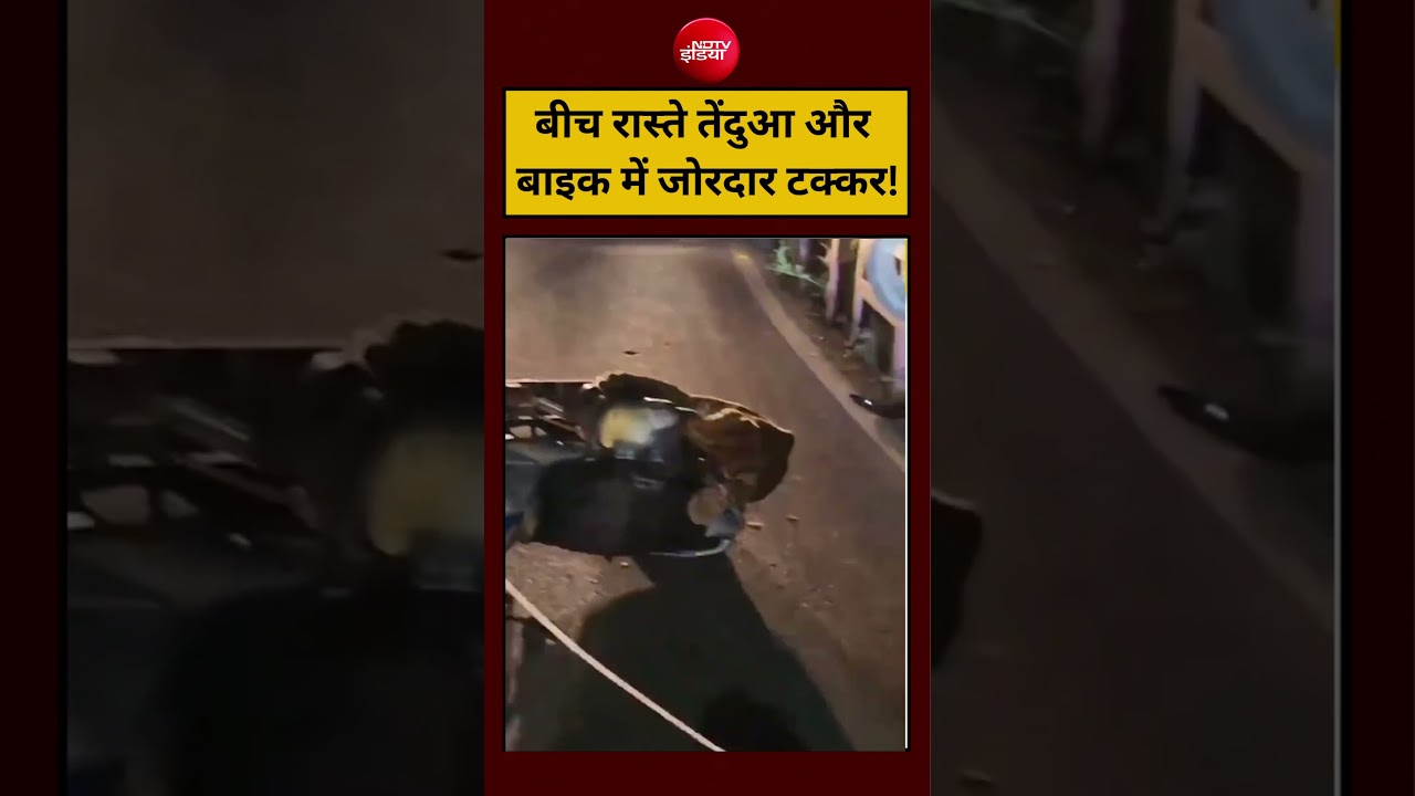 बीच रास्ते तेंदुआ और बाइक में जोरदार टक्कर! #shorts #viralvideo #viral #ytshorts #youtubeshorts