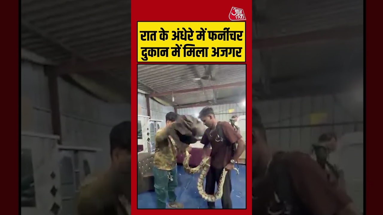 रात के अंधेरे में फर्नीचर दुकान में मिला अजगर #python #kalyan #maharashtra #viralvideo #aajtak