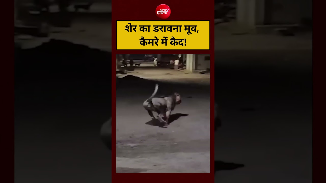 शेर का डरावना मूव, कैमरे में कैद! |#viralvideo #shorts #viralshorts #ytshorts #youtubeshorts