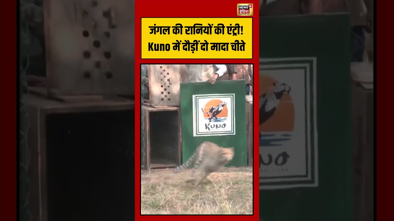 Kuno Cheetah Viral Video जंगल की रानियों की एंट्री Kuno में दौड़ीं दो मादा चीते viralvideo 210086 09e96