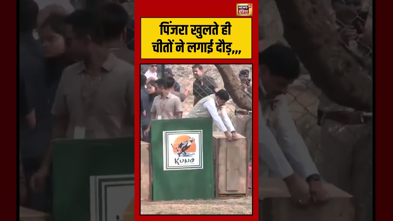 Short Videos पिंजरा खुलते ही चीतों ने लगाई दौड shorts viralvideo viralnews mohanyadav 209006 5389b