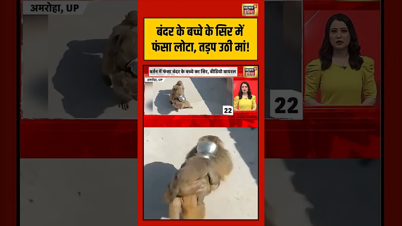 UP News | बंदर के बच्चे के सिर में फंसा लोटा, तड़प उठी मां! | #shorts #viralnews #viralvideo