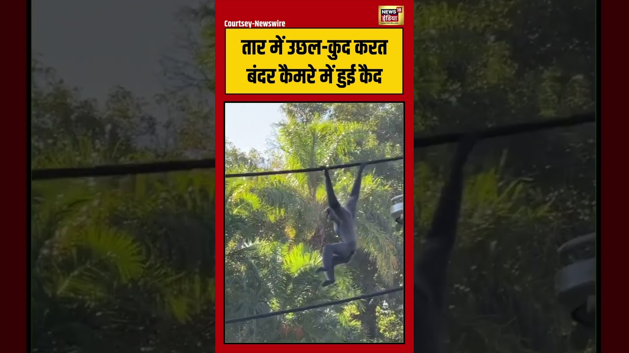 Viral Monkey Video तार में उछल कुद करत बंदर कैमरे में हुई कैद monkeyvideo viralvideo shorts 215826 5c3ed