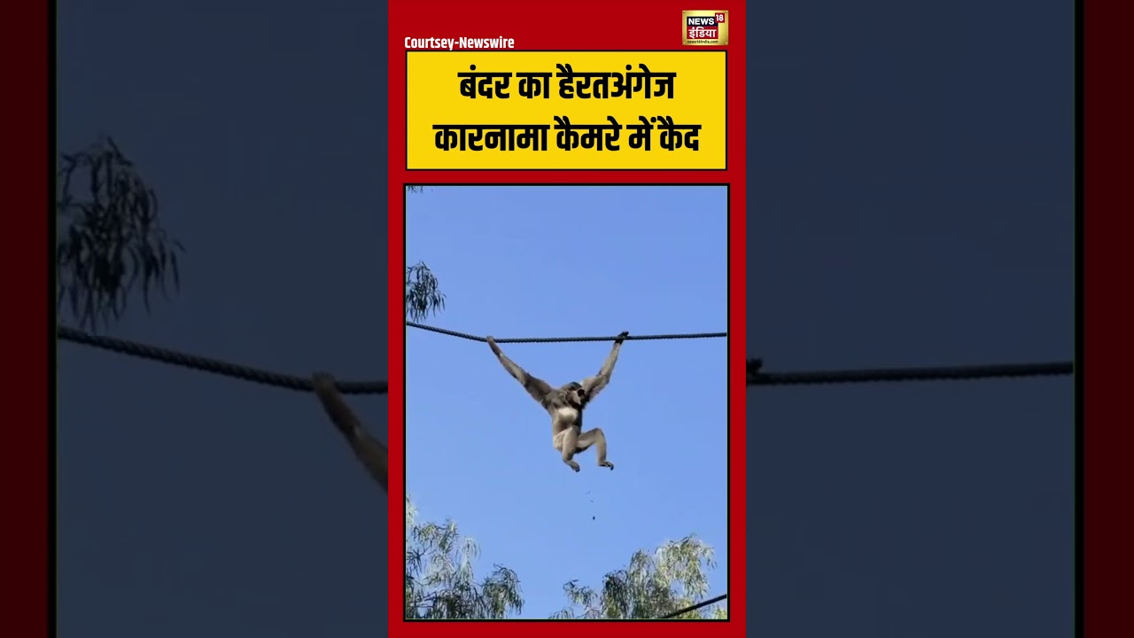 Viral Monkey Video बंदर का हैरतअंगेज कारनामा कैमरे में कैद monkeyvideo viralvideo viralshorts 216124 25f92