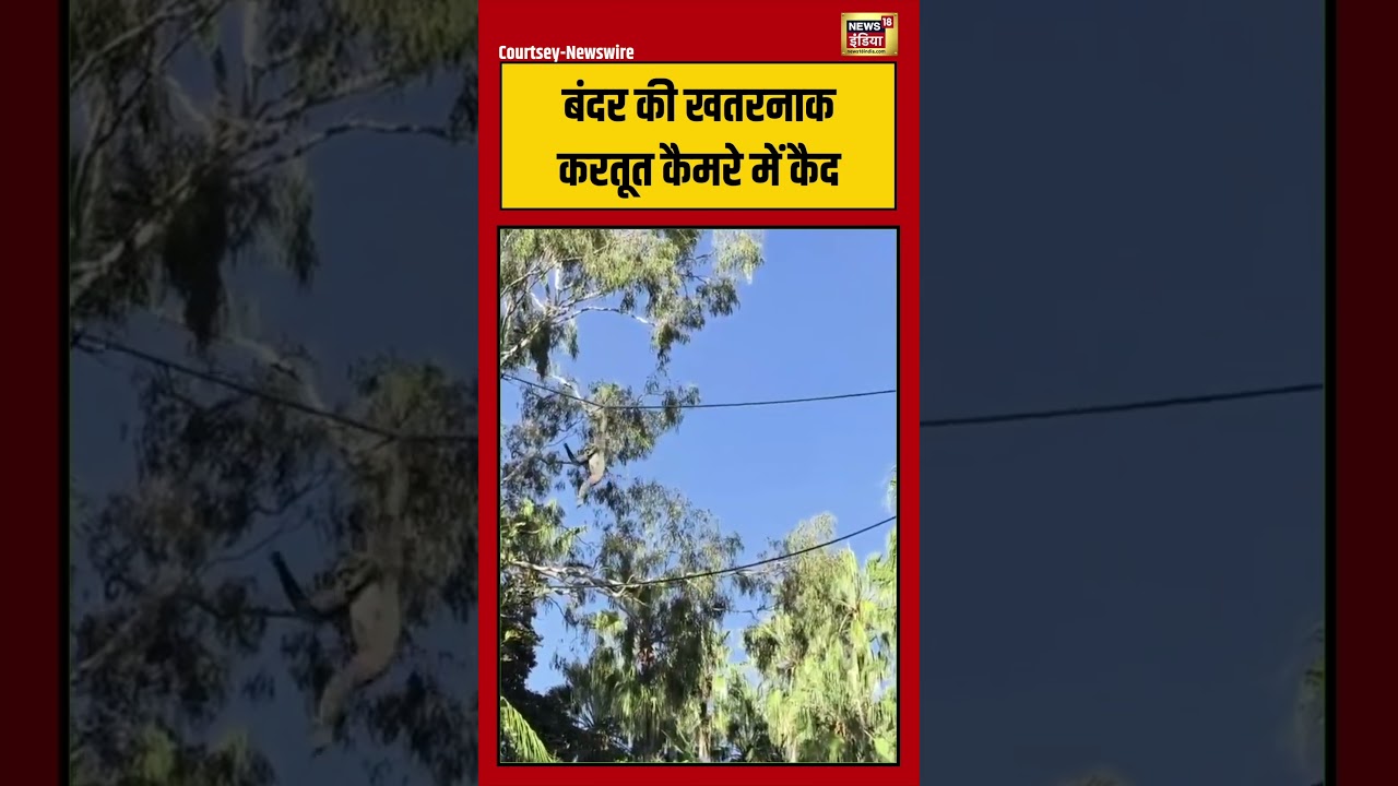 Viral Monkey Video बंदर की खतरनाक करतूत कैमरे में कैद monkeyvideo viralvideo viralshorts 215790 0e1db