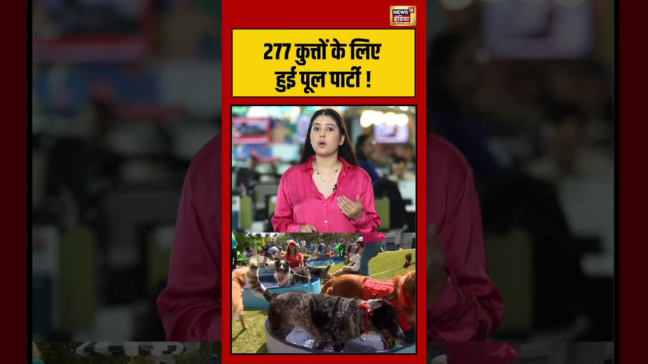 Viral Video 277 कुत्तों के लिए कराई पूल पार्टी Dogs Animals dog doglovers shorts 212518 143c4