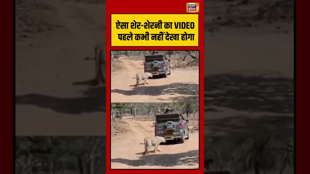 Viral Video ऐसा शेर शेरनी का VIDEO पहले कभी नहीं देखा होगा shorts viralvideo viralnews 212704 514e7