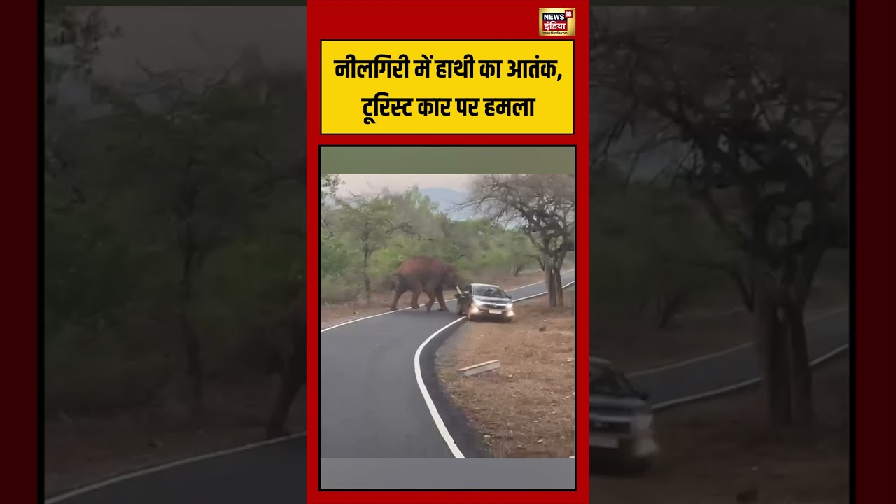 Viral Video | नीलगिरी में हाथी का आतंक, टूरिस्ट कार पर हमला | #Nilgiris #ElephantAttack #Breaking