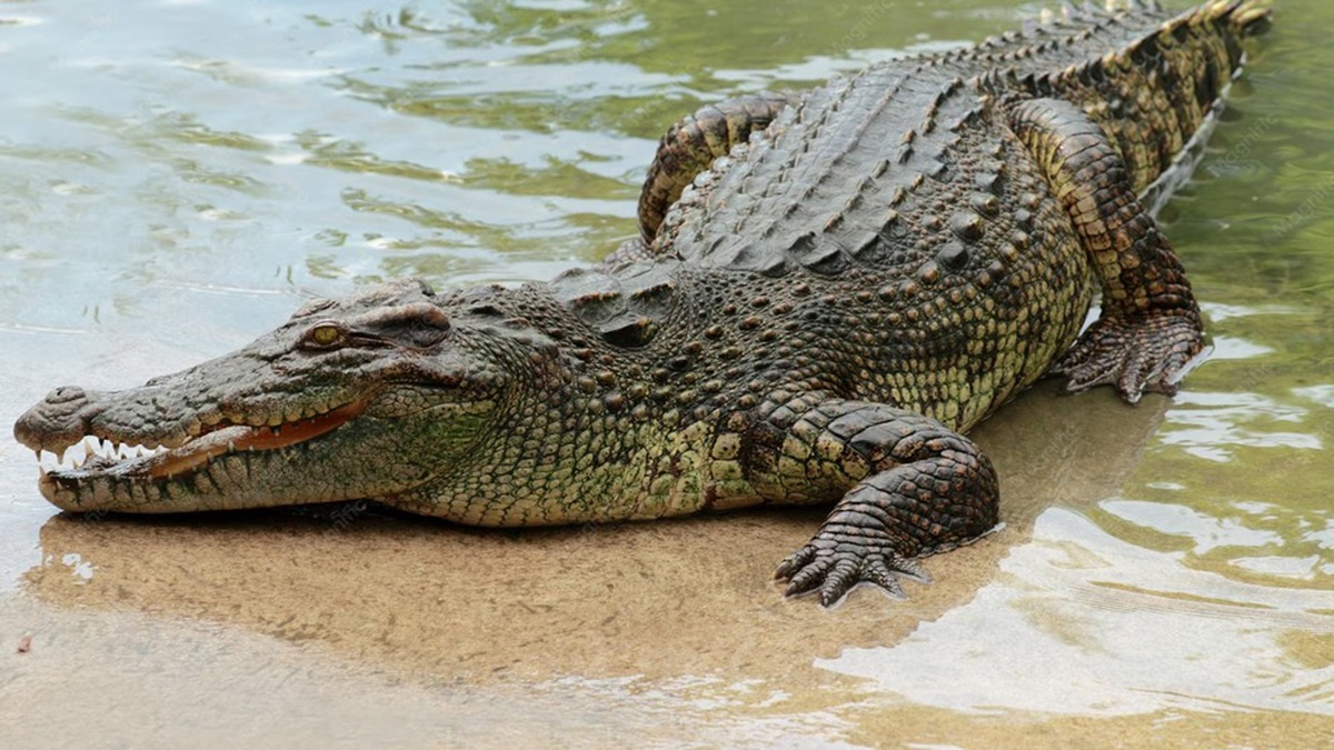 crocodile 1778695360