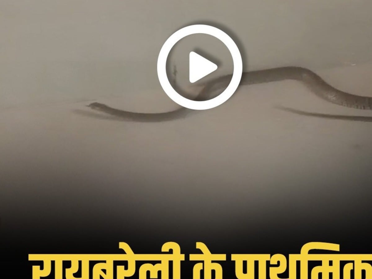 snake 1778570233716 1778570233855